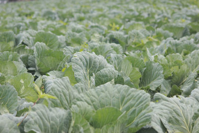 Close-up of cabbage