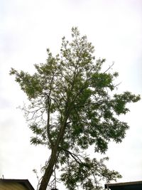 Low angle view of tree against sky