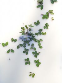 High angle view of plant against white background