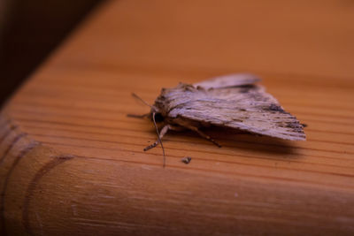 Close-up of insect on table