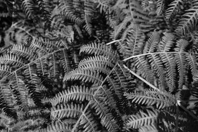 Full frame shot of pine tree leaves