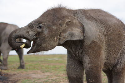 Side view of elephant on field