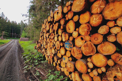 Stack of logs in forest