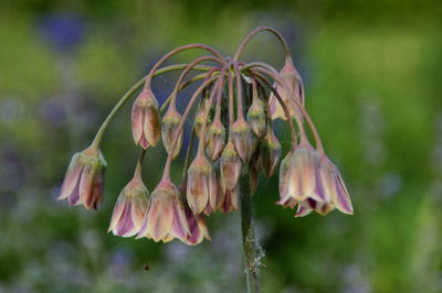 Close-up of flowering plant