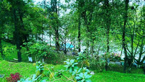 Trees growing against sky