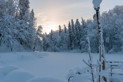 Snow covered trees on field against sky