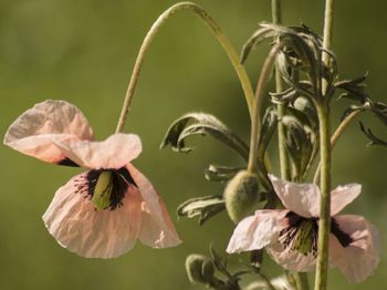 Close-up of flowers blooming