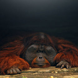 Close-up of a orang utan resting