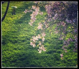 View of flowering plants and trees in sunlight