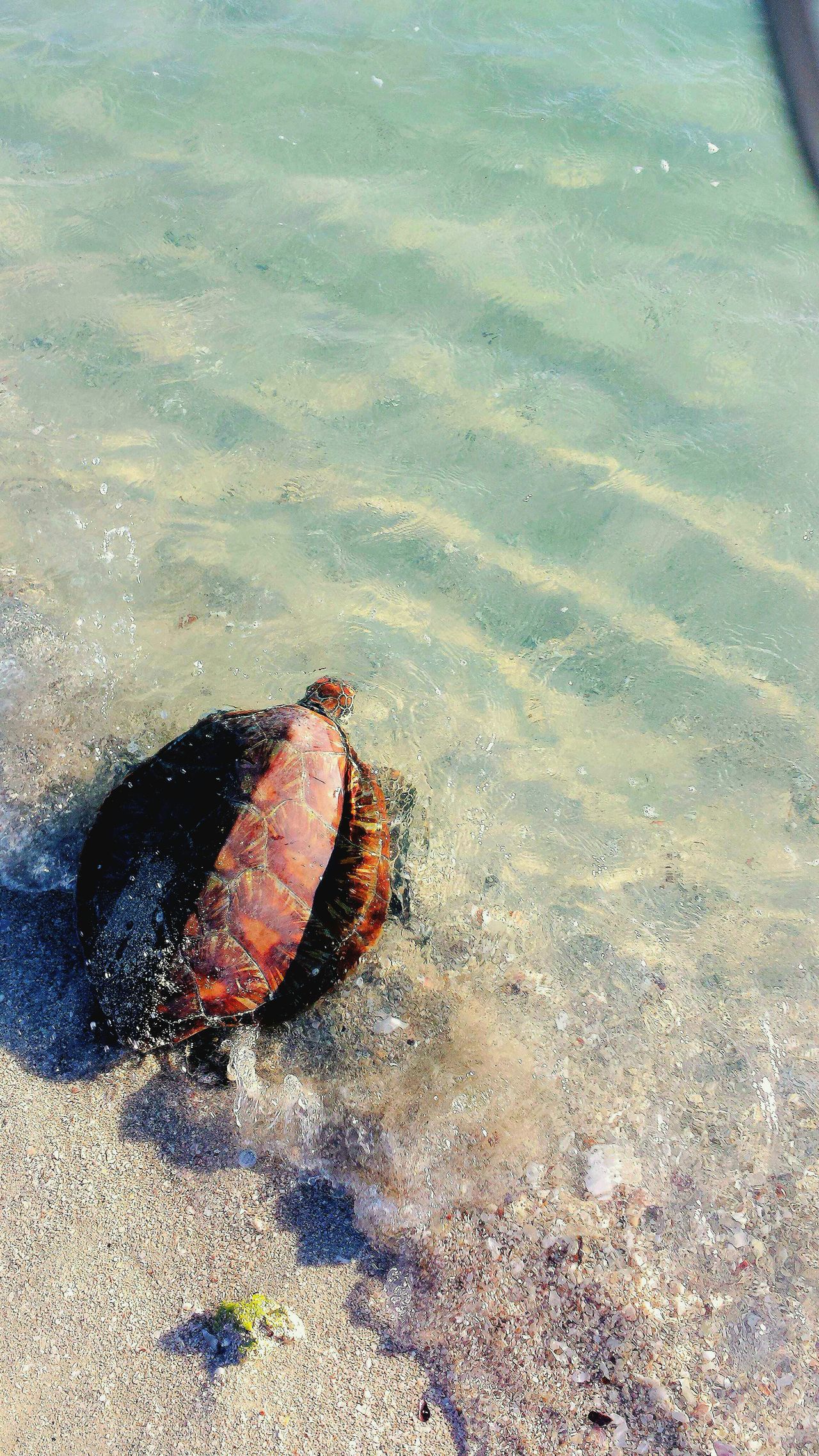 Hawksbill Turtle