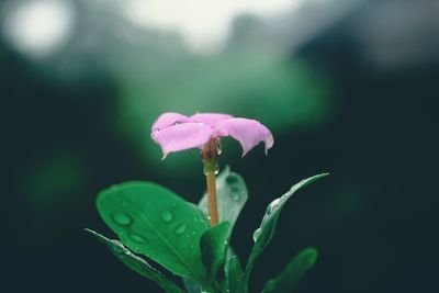 Close-up of pink flower blooming outdoors