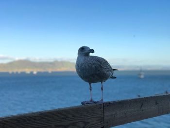 Seagull perching on retaining wall by sea against clear sky