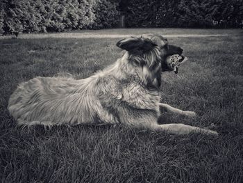 View of a dog sitting on field