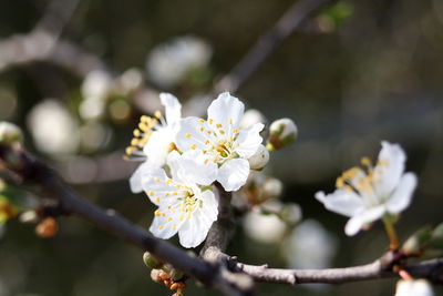 Close-up of white flowers