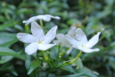 Close-up of white flowering plant