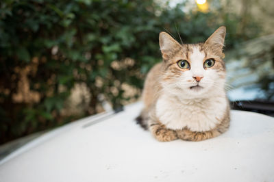 Close-up of a cat looking away