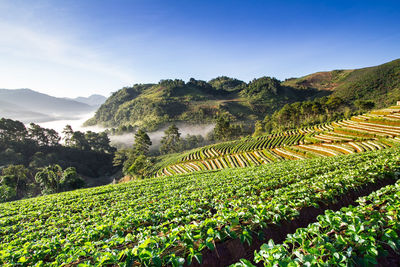 High angle view of agricultural field