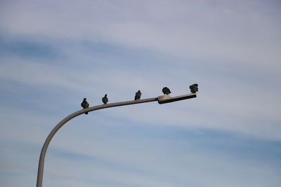 Low angle view of birds perching on the sky