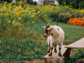 Sheep standing on field