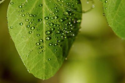 Green leaf with dew drops, close up macro photo with copy space