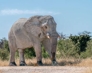 View of elephant on field against sky