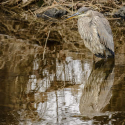 High angle view of gray heron perching in water