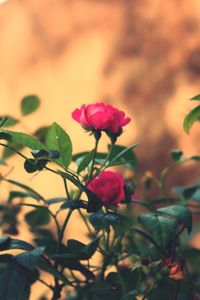 Close-up of flowers blooming outdoors