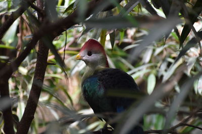 Close-up of bird perching on tree