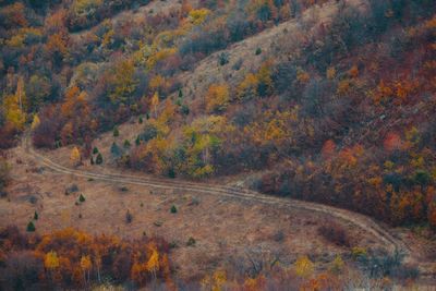 High angle view of trees in forest during autumn