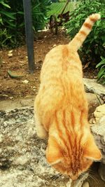 Close-up of cat sleeping