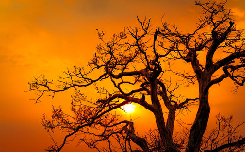 Beautiful silhouette leafless tree and sunset sky. calm and peaceful scene of sun.