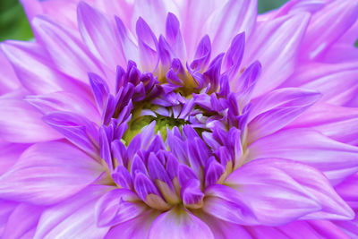 Close-up of purple dahlia