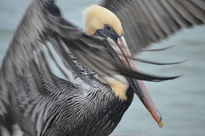 Close-up of bird