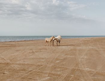 Horses standing at beach against sky