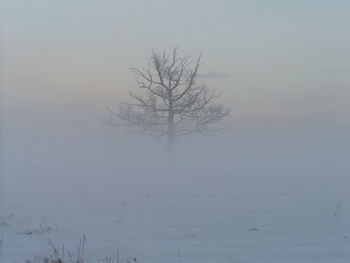 Bare tree on snow covered landscape