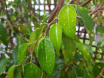 Close-up of leaves on plant