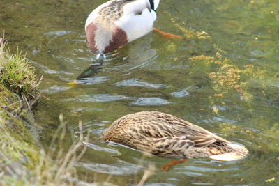 Mallard duck on the lake