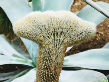 Close up of plant against blurred background