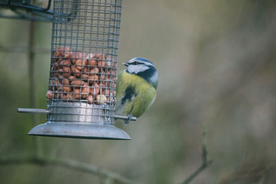 Close-up of bird perching on feeder