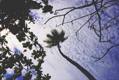 Low angle view of trees against sky