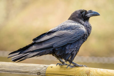 A black common raven at the coast of fuerteventura