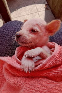 High angle view of dog relaxing on bed