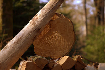 Close-up of log in forest