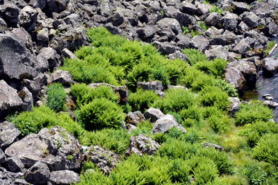 Plants growing on rocks