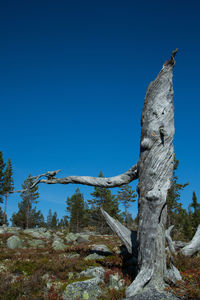 Low angle view of tree against blue sky