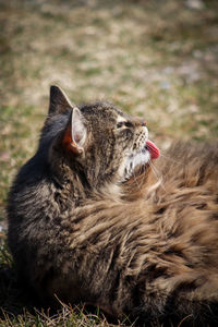 Close-up of cat