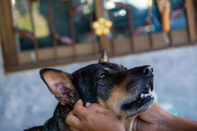 Close-up of hand holding dog