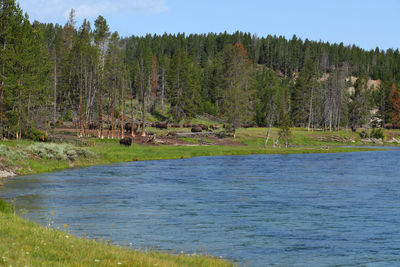 Scenic view of lake in forest against sky