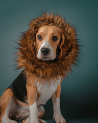 Beagle portrait with faux fur scarf