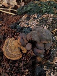 High angle view of mushrooms